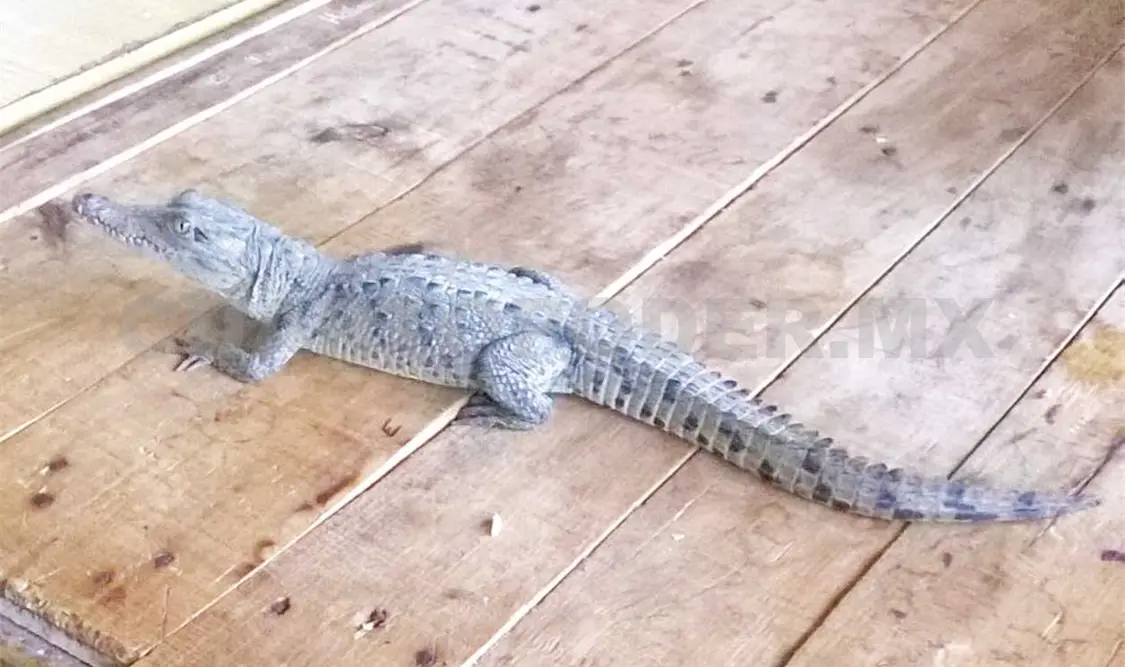 Cocodrilo se paseaba en calle de Plan de Ayala