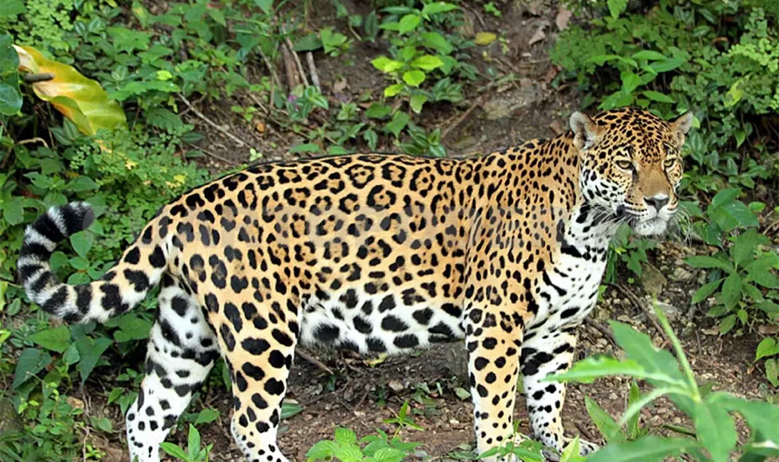 Incautaron 327 animales silvestres, entre aves, mamíferos y reptiles. Notimex
