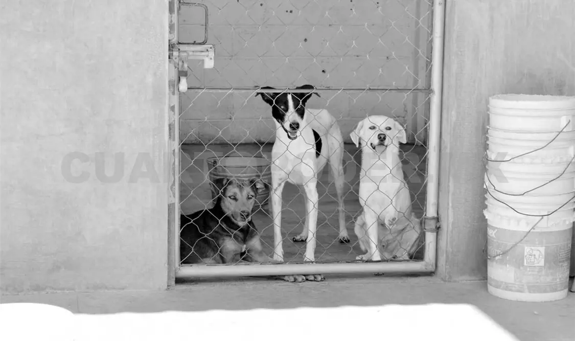 Rescatan animales en estado de abandono