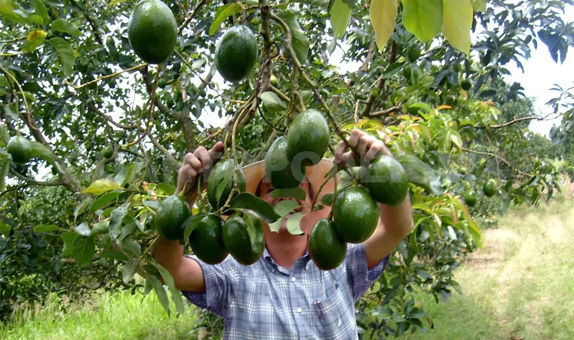 Protege Senasica cultivos de aguacate