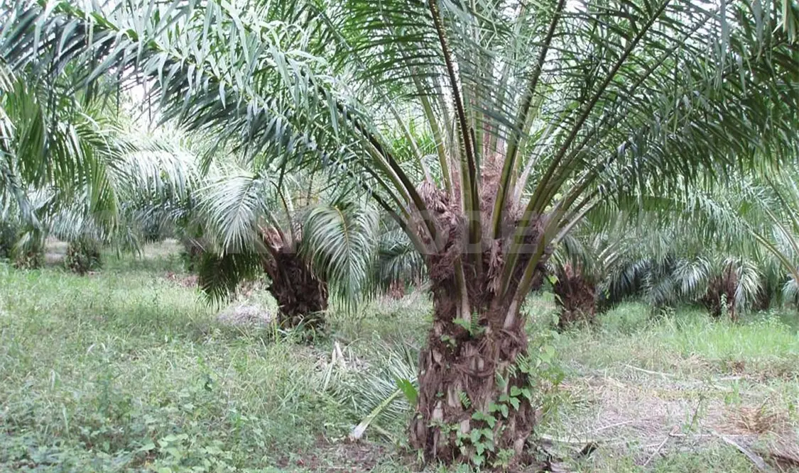 Agroquímicos Monsanto y Syngenta deterioran suelos