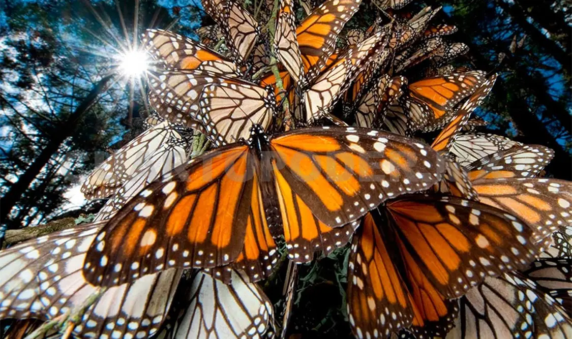 No se ha registrado tala clandestina en la Reserva de la Biósfera Mariposa Monarca. NTX