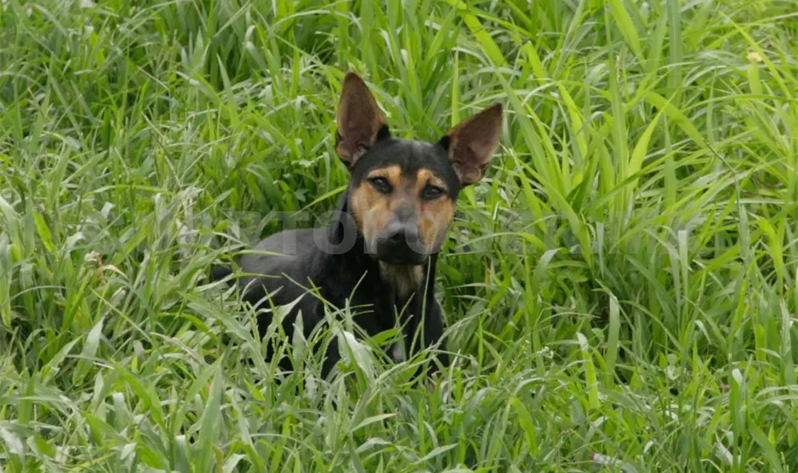 Los perros ferales son agresivos con los humanos. Guillermo Ramos / CP