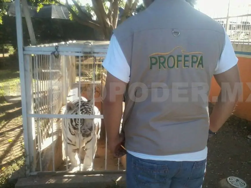 Cada año se ofertan aproximadamente 15 millones de mamíferos, según la World Wildlife Fundation (WWF). Profepa.