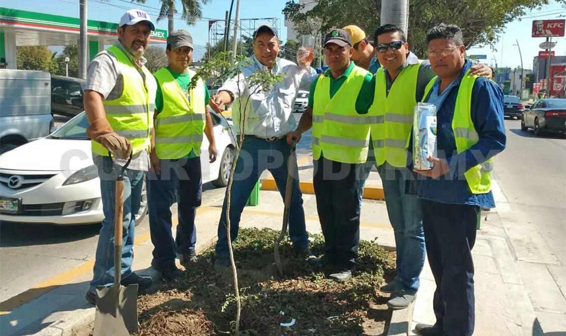 Se plantó más de 70 árboles en bulevar Belisario Domínguez.CP