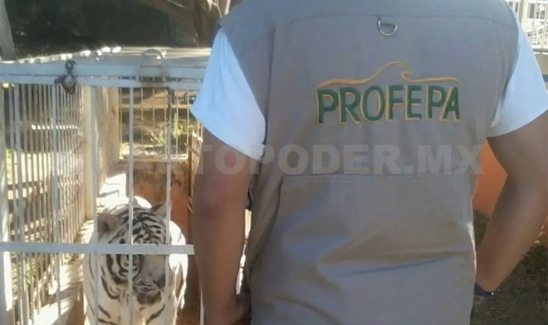 El tráfico ilegal es una actividad clandestina que comprende la extracción, movilización, compra, venta y tenencia no autorizada de especies silvestres. Notimex