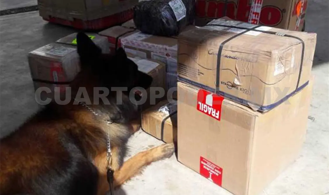 Uno de los ejemplares caninos realizó marcaje positivo sobre una caja de cartón. El Universal