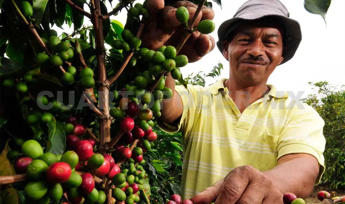 En el país hay alrededor de 500 mil productores de café. Agencias
