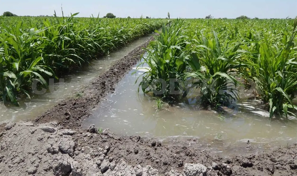 Gran parte del agua que se usa en los distritos de riego se desperdicia. CP