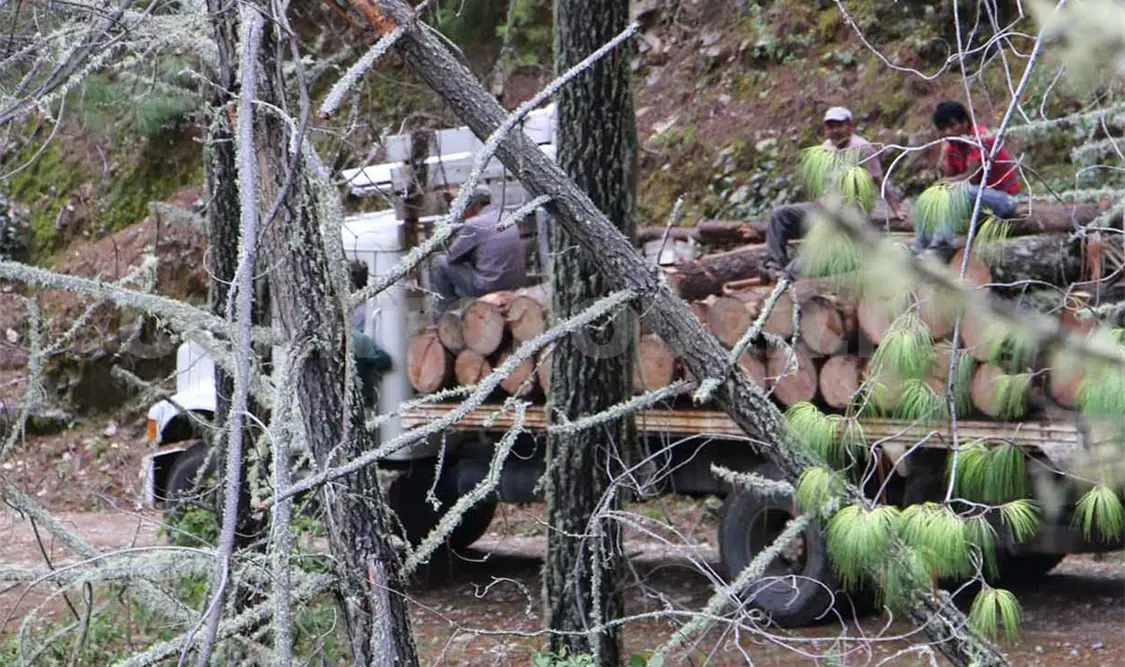 Los bosques brindan beneficios como agua potable, leña, madera y protección contra desastres naturales. Cortesía