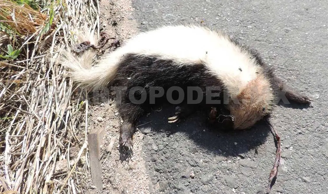 Fauna silvestre es susceptible a atropellos
