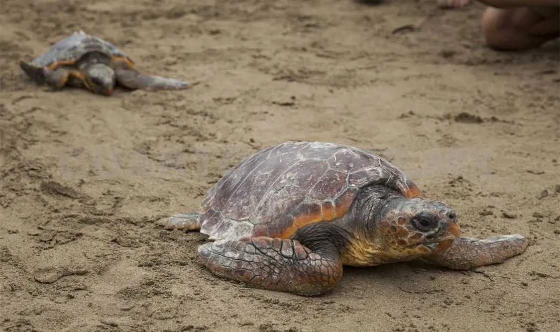 Investigan muerte de 28 tortugas
