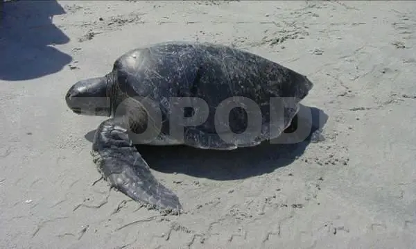 Ejemplar de tortuga afectada