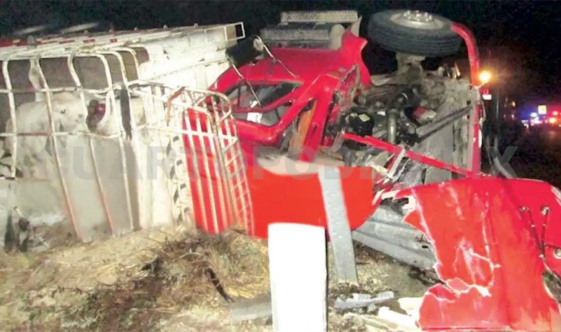 Volcó camión ganadero; 2 muertos, el saldo