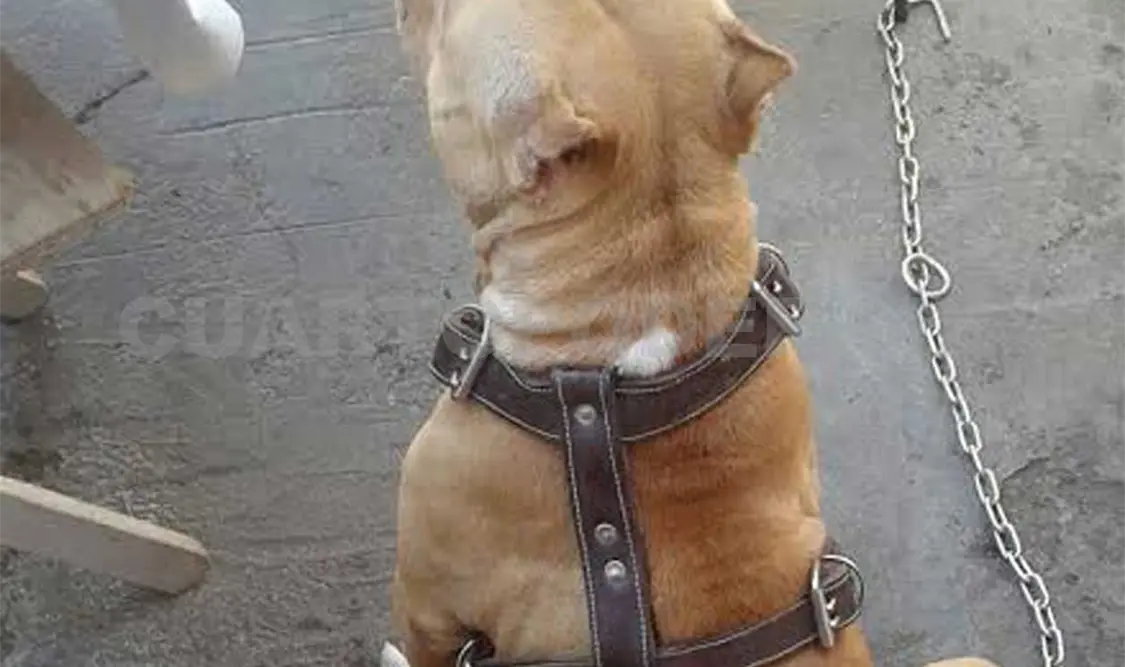 Un pitbull atacó la mañana de ayer a tres mujeres, entre ellas una de la tercera edad, y a un joven en el barrio San Francisco.