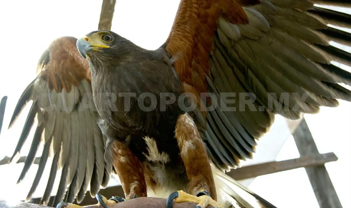 Águila real, símbolo mexicano, en riesgo de desaparecer