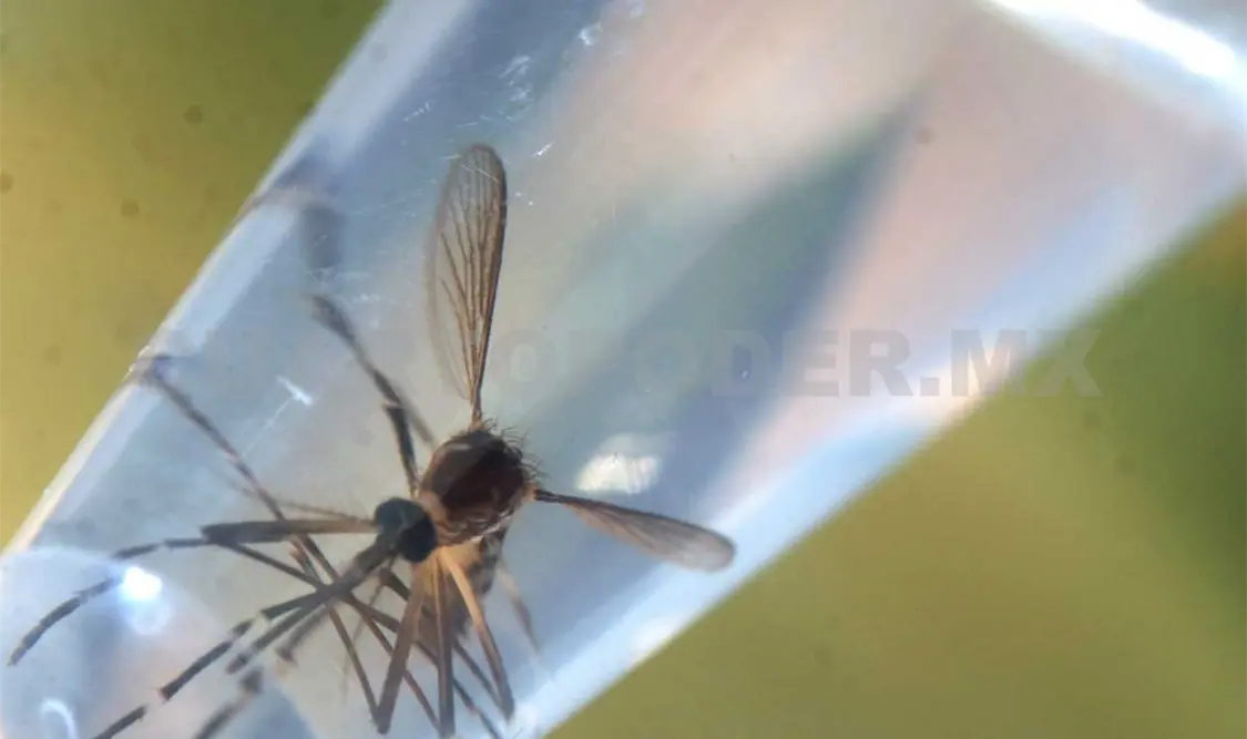 Se propaga principalmente por picaduras de mosquito. Agencias