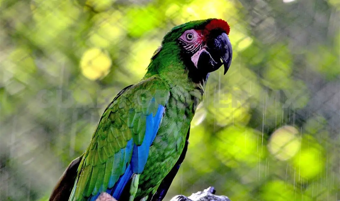 Inauguran 1er Centro de Reproducción de Guacamaya