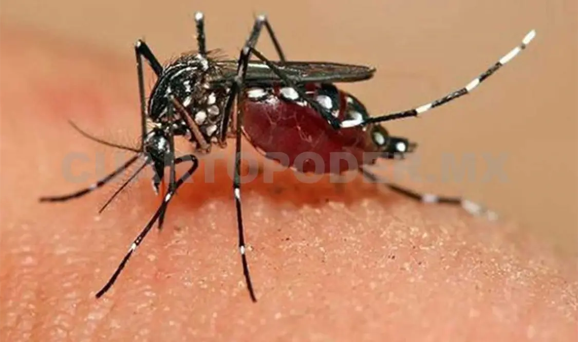 Contenido el zika en Chiapas