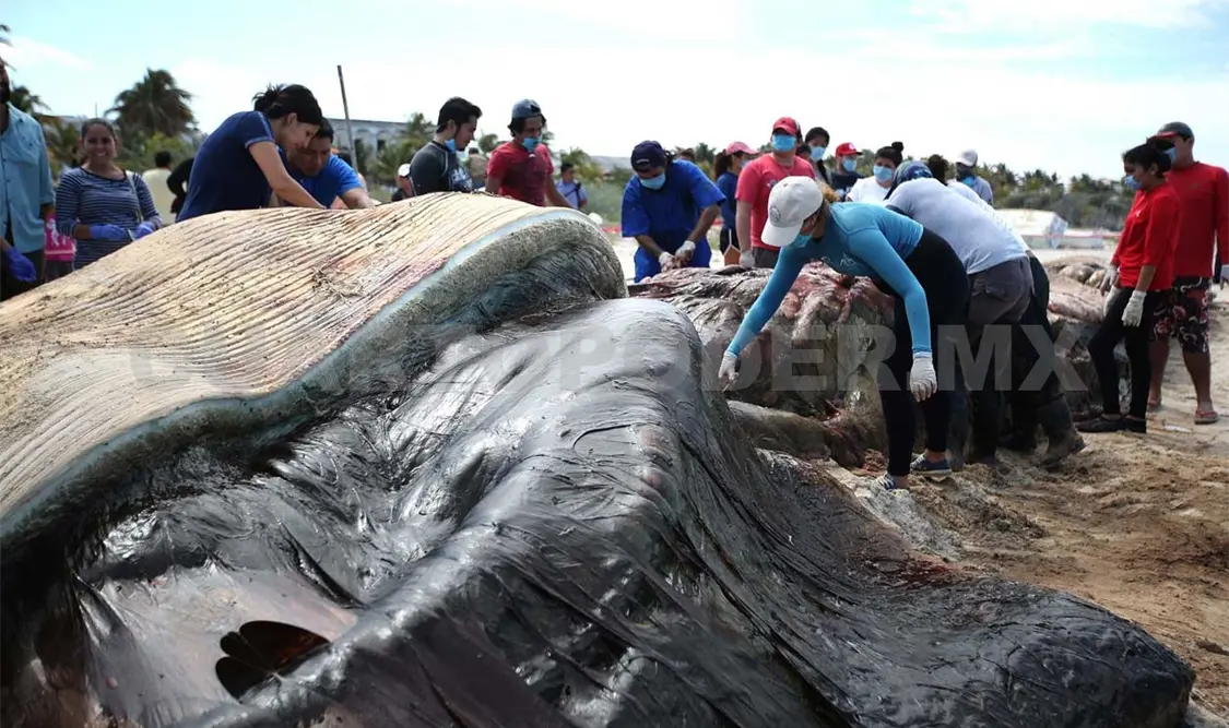 Analizan restos de ballena varada