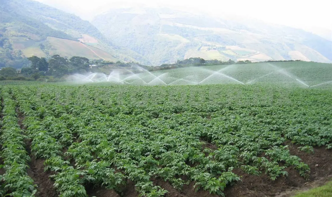 Productores de café chiapaneco “toman vuelo”