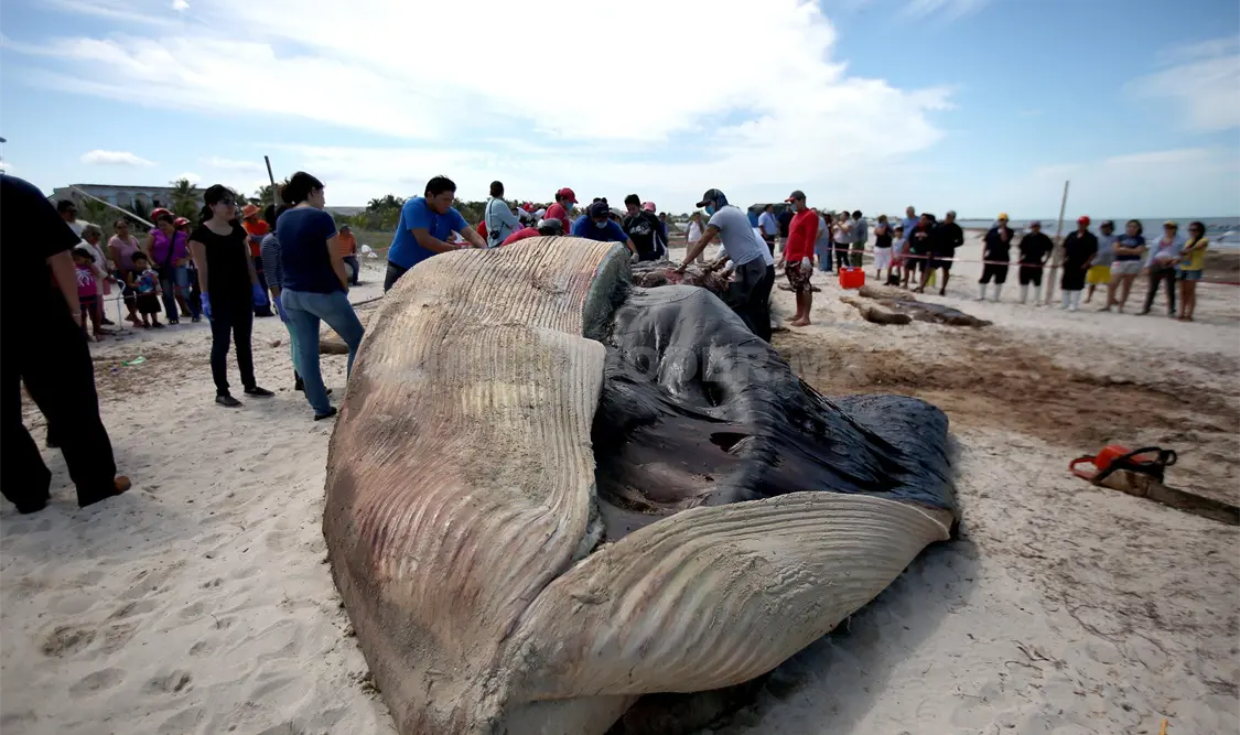 Presentan necropsia practicada a ballena varada en Progreso