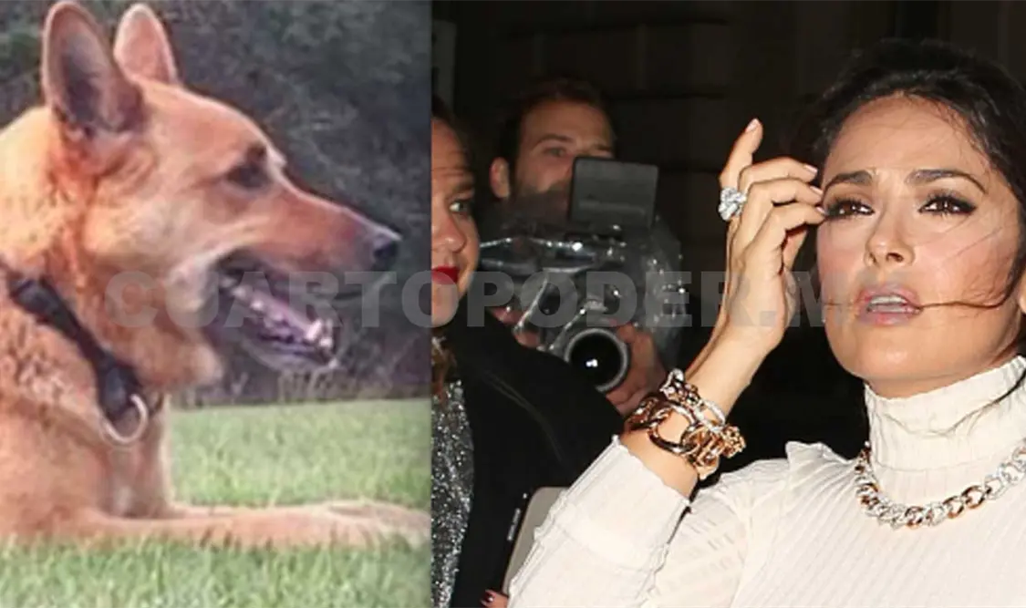 Encuentran al asesino del perro de Salma Hayek