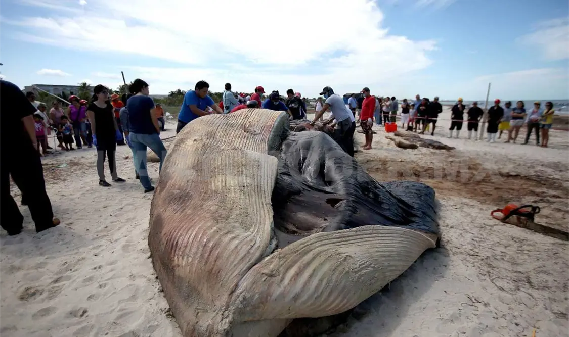 Presentan necropsia de ballena