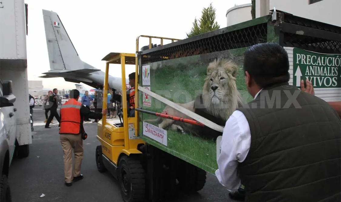 Trasladan a 11 felinos a santuario en Denver