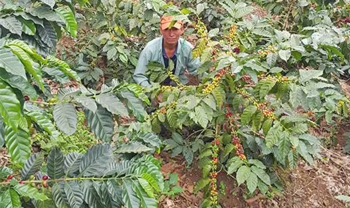 Productores alertan por rebrote de roya naranja