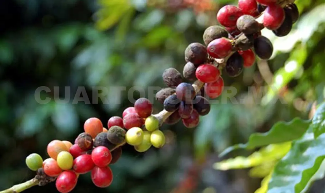 Plagas de café y cacao no afectan
