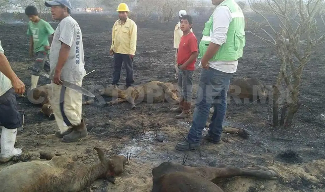 Mueren 22 reses en incendio de pastizal