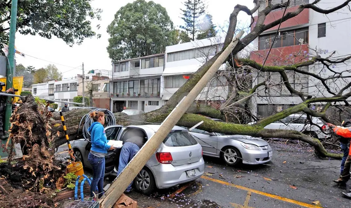 Reportan 200 árboles caídos por vientos