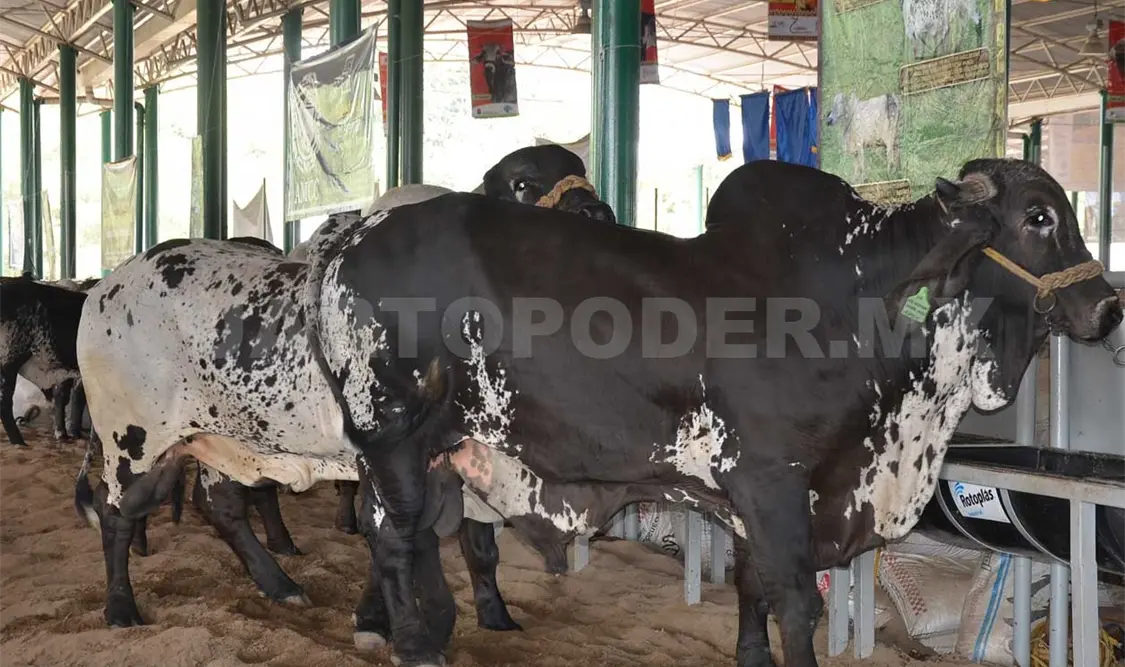La mejora genética del hato ganadero en el estado ha dado un impulso a este sector. Rafael Victorio / CP
