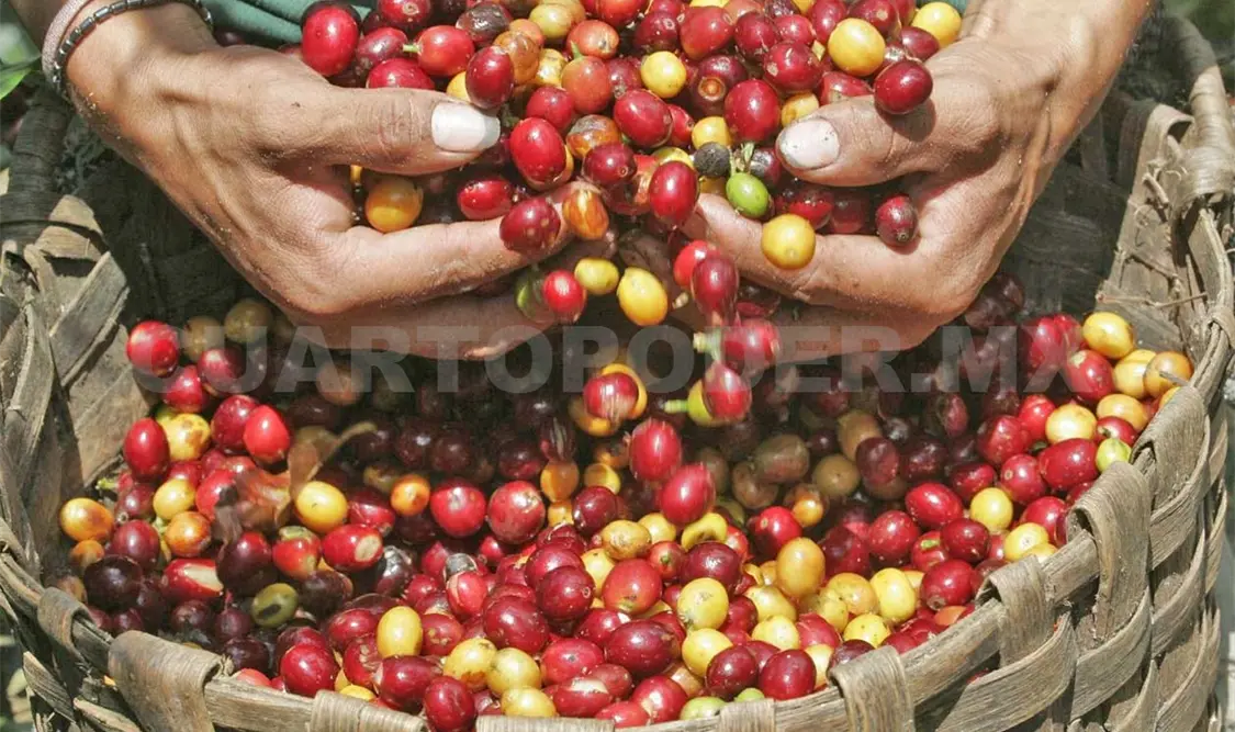 Acuerdan duplicar producción