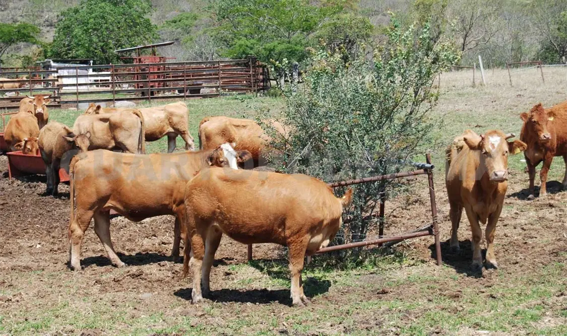 Un millón de animales vulnerables por la sequía