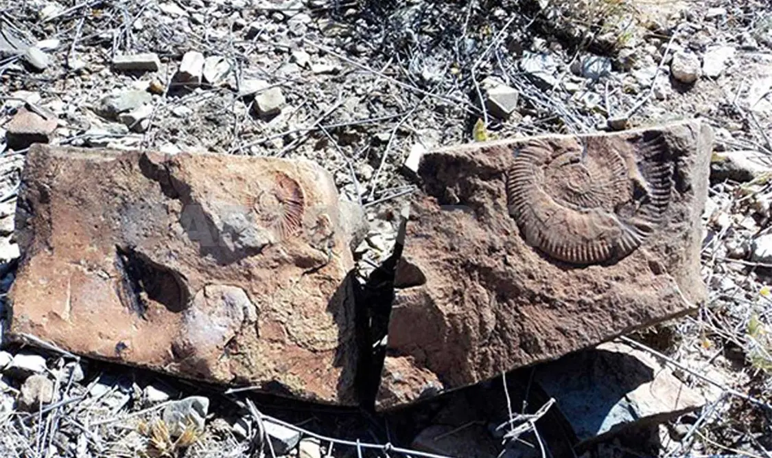 Fósiles de ammonite descubiertos en Chihuahua. Cortesía