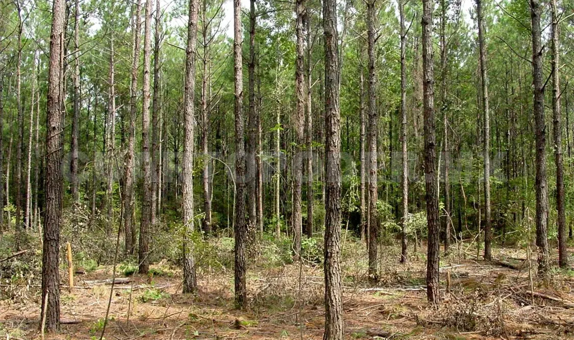 Peligran bosques de encino y zona montañosa