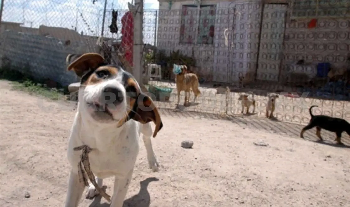 Se buscan hogares temporales para perros