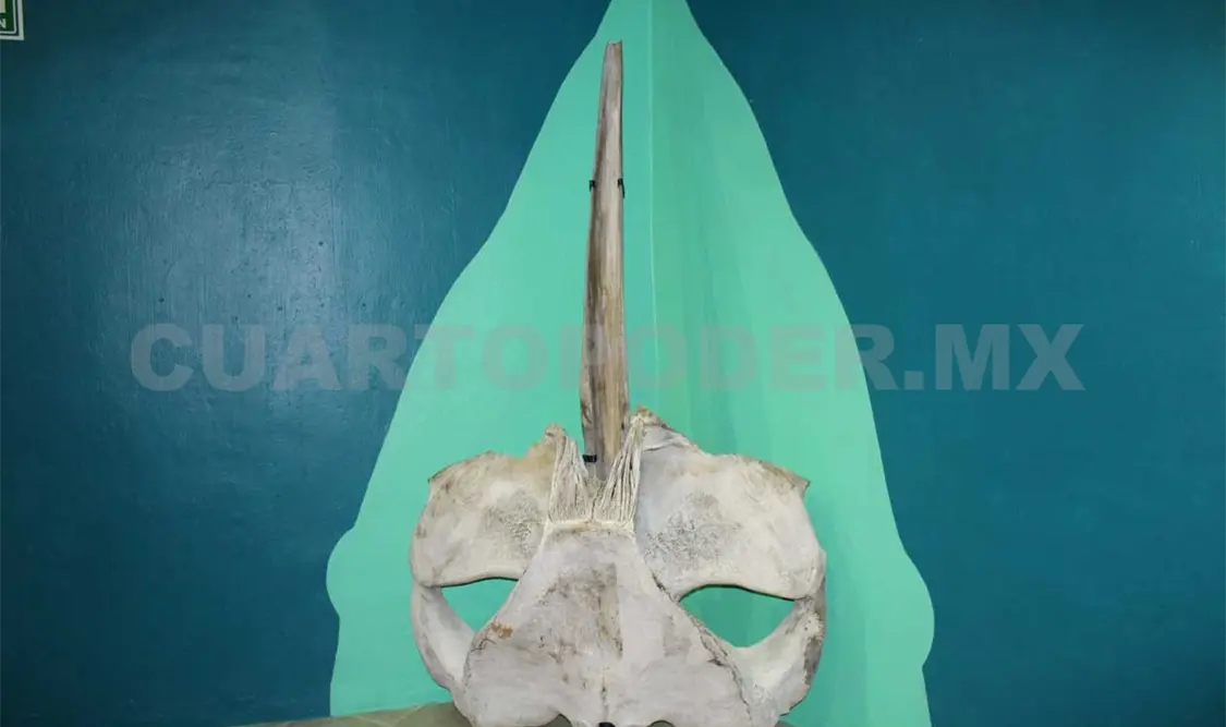 Exhiben cráneo recuperado de ballena