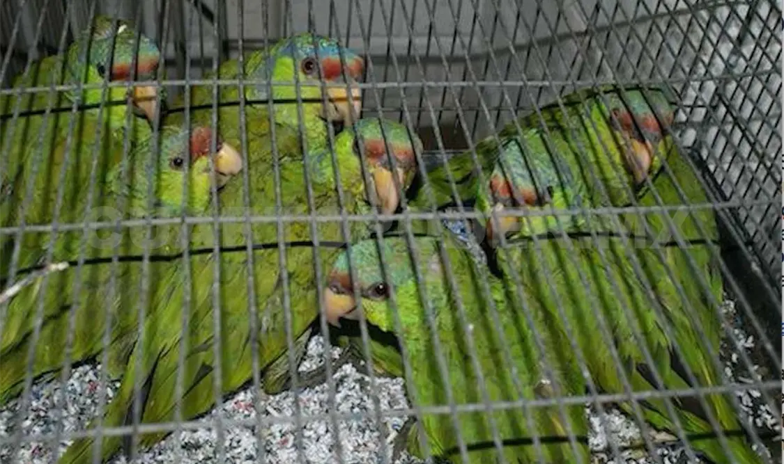 Arrestan a jovencita con loros bebés