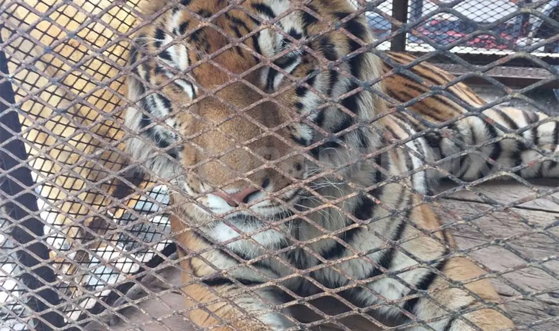 Asegura Profepa tigres de bengala