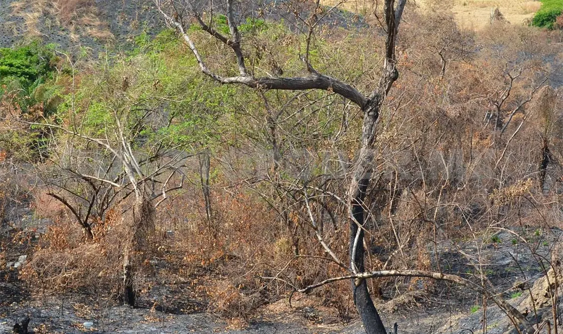 Temen que los incendios lleguen a los manglares, por ello, se realiza constante verificación aérea en la zona. Rafael Victorio / CP