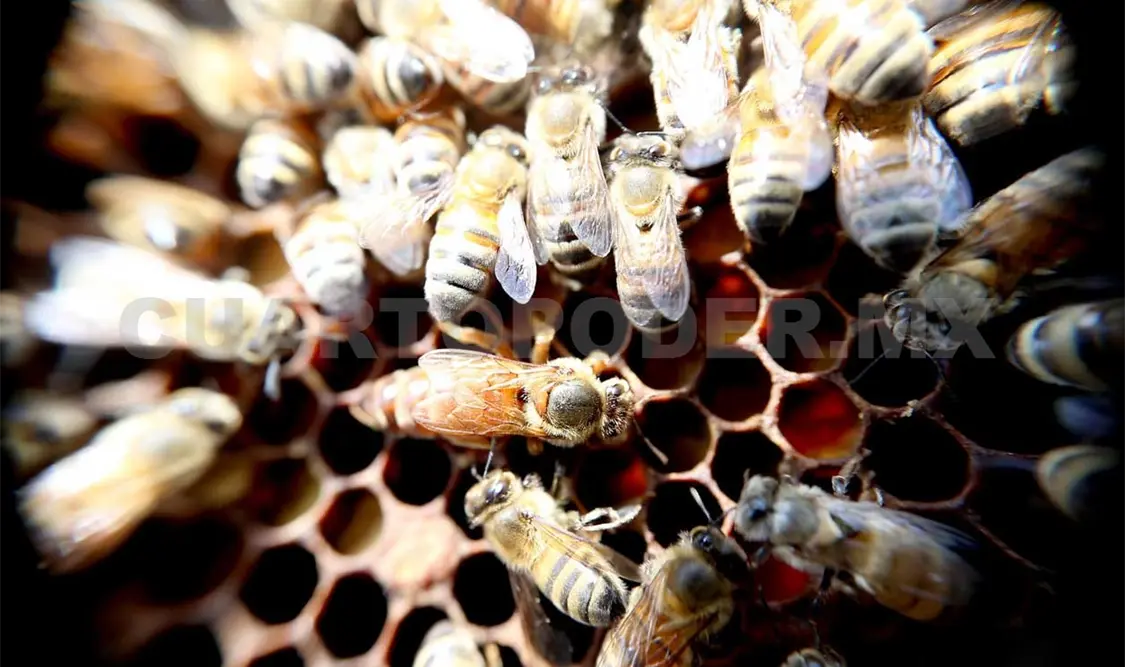 En últimos cinco años, de acuerdo con el Servicio de Información Agroalimentaria y Pesquera (SIAP), México tuvo una producción de 57 mil toneladas de miel anuales y en 2015 aumentó a 61 mil 881 toneladas.