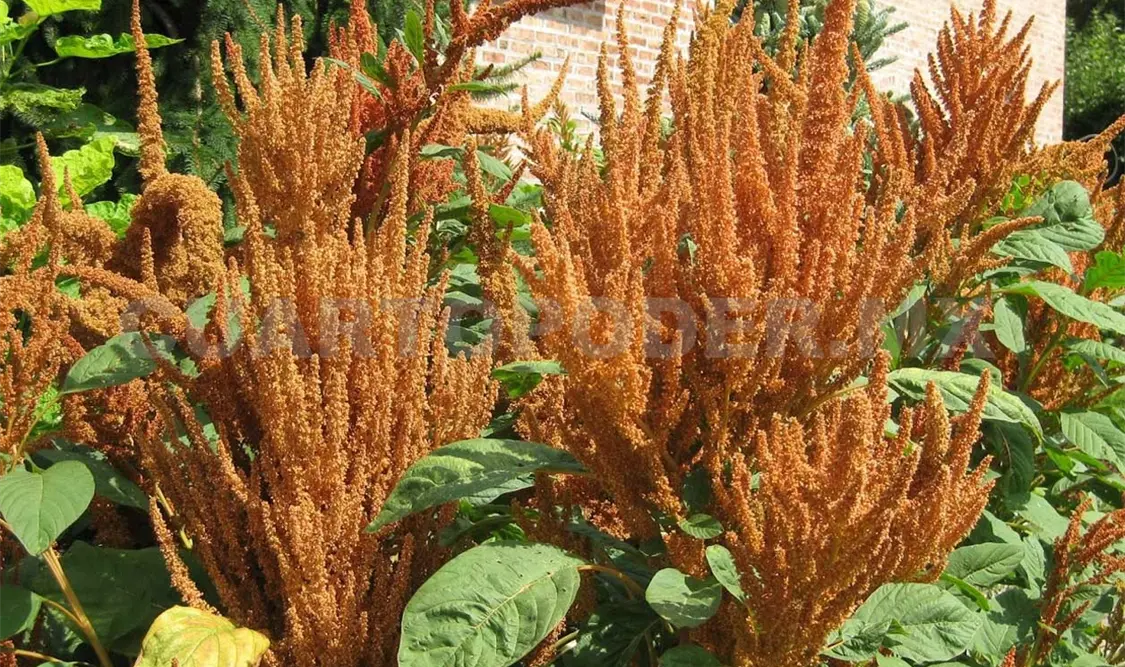 De las cuatro especies de amaranthus existentes, la amaranthus cruentus es la clase propia del estado de Chiapas. Cortesía