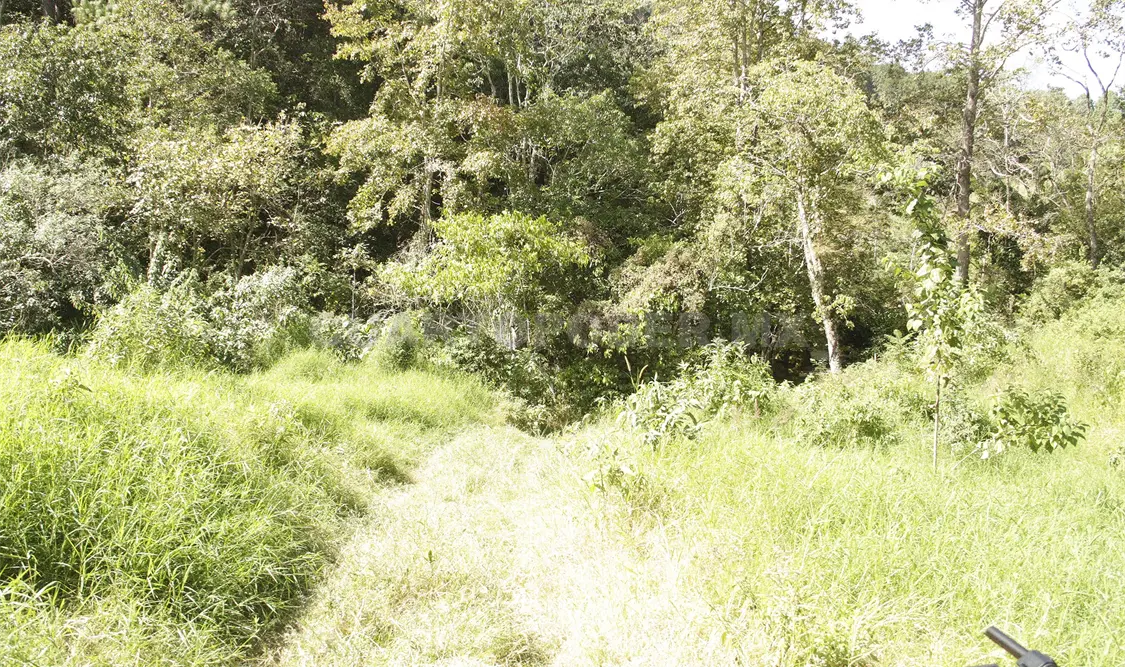 Los bosques proporcionan diferentes medios y servicios como madera y oxigeno. Guillermo Ramos / CP.