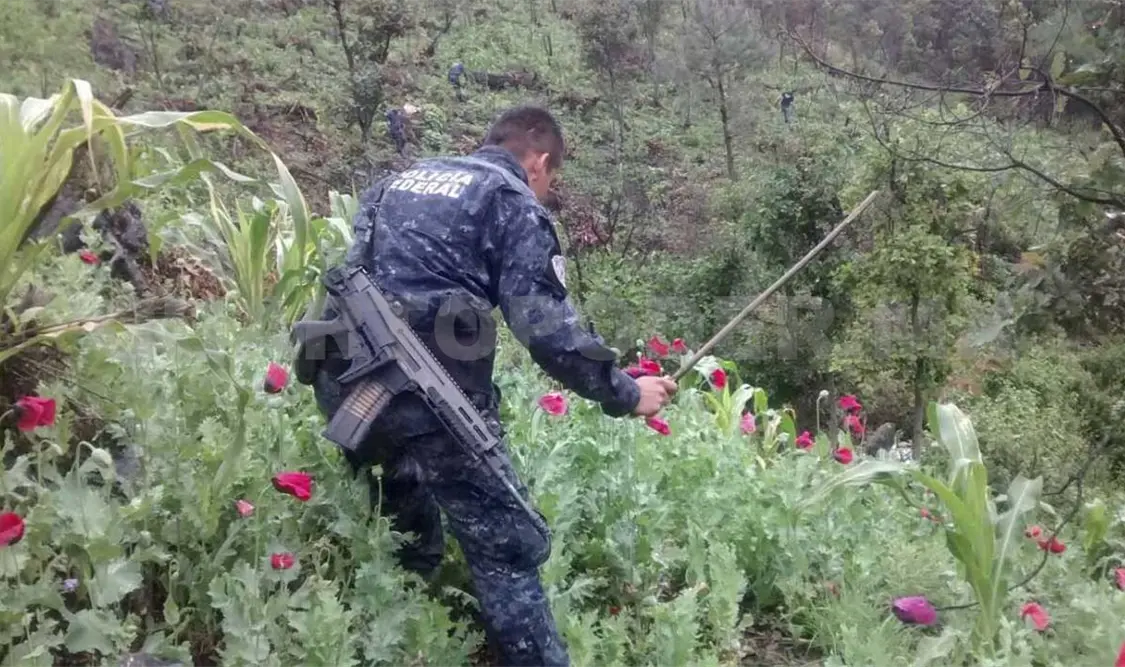 Destruye PF más de 4 t de amapola
