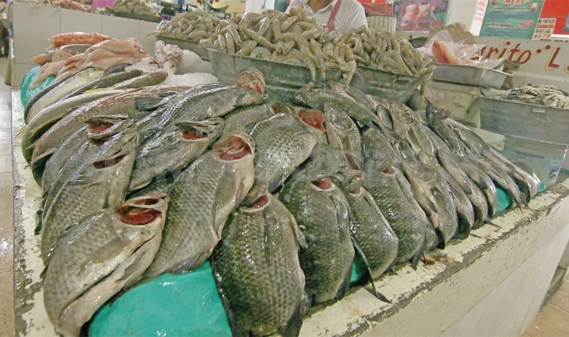 Pescado Chino sin registro se vende en la entidad