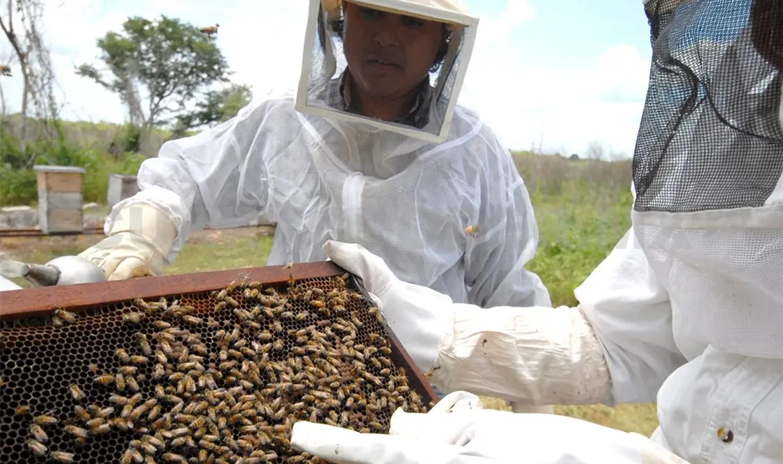 En el estado se cuenta con más de 180 mil colmenas y la producción anual de miel sobrepasa las 4 mil 270 toneladas. Cortesía