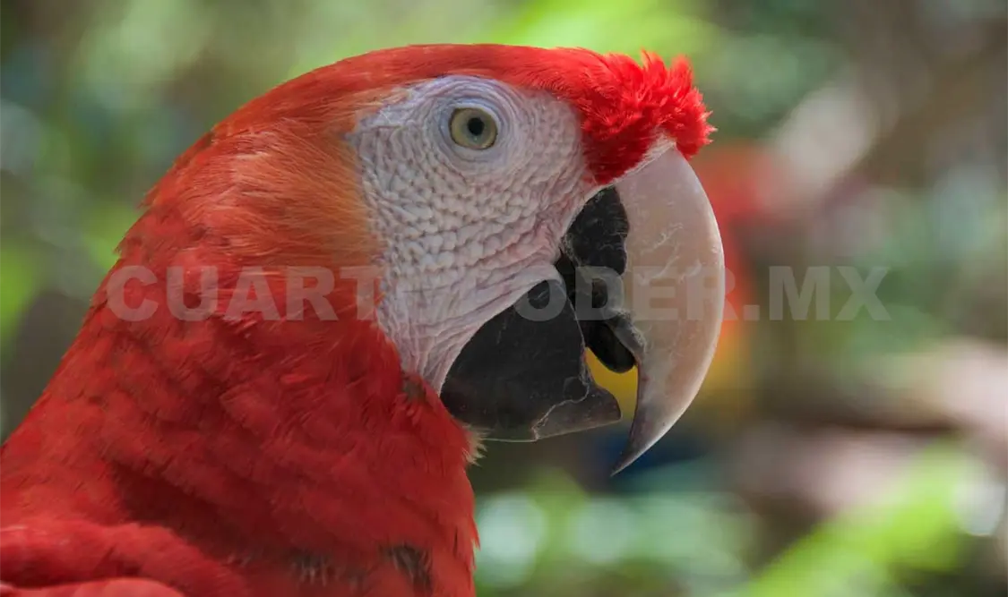Criarán guacamayas rojas en cautiverio